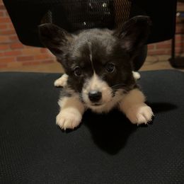 Logan - Brindle and white male Cardigan Welsh Corgi puppy in Washington from Corgi Tails