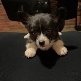 Logan - Brindle and white male Cardigan Welsh Corgi puppy in Washington from Corgi Tails