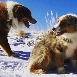 Australian Shepherd All Grown Up from RocksStars’ Aussies