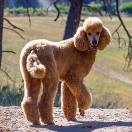 Kingsley - Poodle