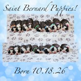 David - Brown and white male Saint Bernard puppy in Green Forest, Arkansas from Horseshoe Drive Kennel