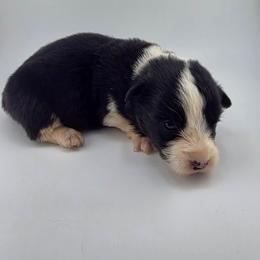 Frost - Black and white male Cardigan Welsh Corgi puppy in Bland, Missouri from Shadey Lane Corgis