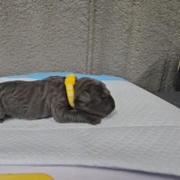 Yellow collar - Gray male Cane Corso puppy in Fritch, Texas from Carrie Brown's Cane Corsos