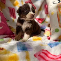 Poppi Berry - Red tri female Miniature Australian Shepherd puppy in Oak Harbor, Washington from Happy-Go-Lucky Homestead