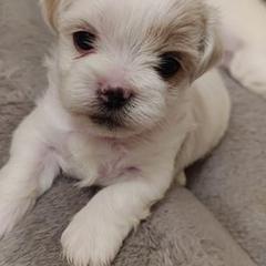 Mal-Shis from Malshiology