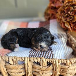Birch - Phantom male Bernedoodle puppy in Russell Springs, Kentucky from 270 Doodles