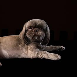 Shih Tzu puppies from North State Shih tzus