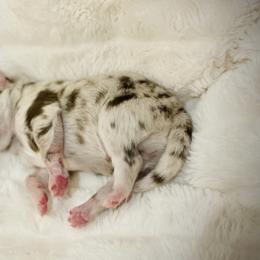 Pomeranians and Pomskies from Thicketty Mountain Pomskies