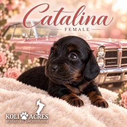 Catalina - Black and tan female Dachshund puppy in Kemp, Texas from Koli Acres