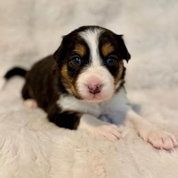 Girl 1 - Tri-color female Border Collie puppy in Morriston, Florida from Garcia Family Farms