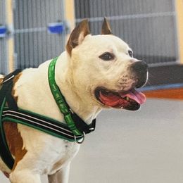 American Staffordshire Terriers and French Bulldogs from Pirouette Am Staffs and Incroyableu French Bulldogs