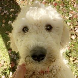 Winnie - Goldendoodle