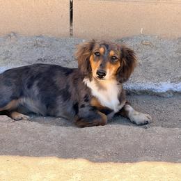 Glitch - Dachshund