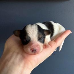 Patty - White black and tan female Papillon puppy in West End, North Carolina from Papillons in the Pines