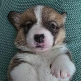 Cosmo - Red male Pembroke Welsh Corgi puppy in Palm Bay, Florida from Space Coast Corgi
