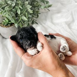 Cavapoo and Havapoo Puppies from Perfectly Playful Doodles