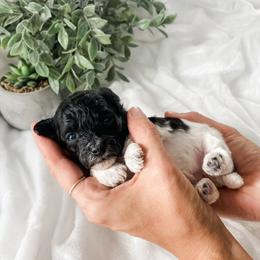 Cavapoo and Havapoo Puppies from Perfectly Playful Doodles