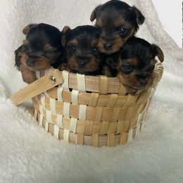 Yorkshire Terrier Puppies from SD_Yorkies619