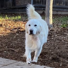 Duke - Golden Retriever