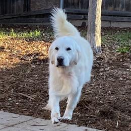 Duke - Golden Retriever