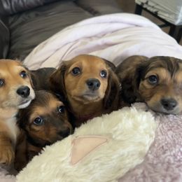 Dachshund Puppies from Zacha’s Doxie House