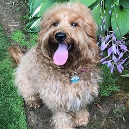 Bailey - Australian Labradoodle