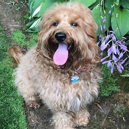 Bailey - Australian Labradoodle