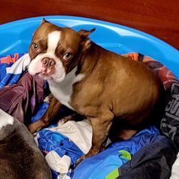 Manfred - Boston Terrier