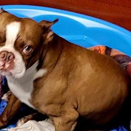 Manfred - Boston Terrier