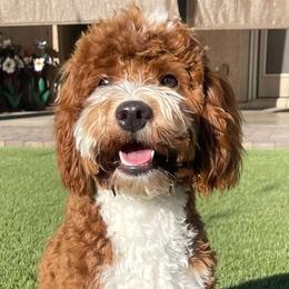 Rhett - Goldendoodle