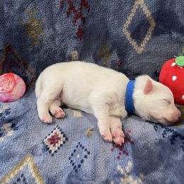 Peeta - White male American Eskimo Dog puppy in West Jordan, Utah from Ketura’s Angels Kennels