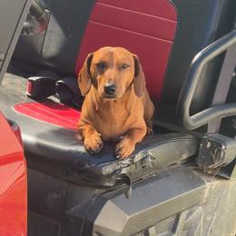 Rip - Dachshund