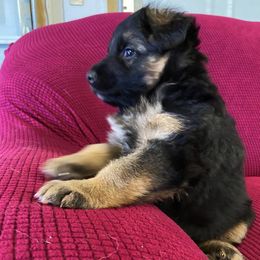 German Shepherds from Boris Parra's German Shepherds