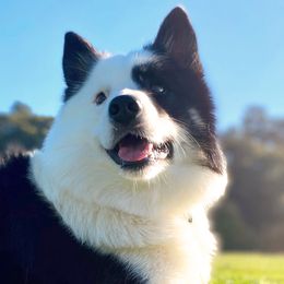 Lars - Icelandic Sheepdog