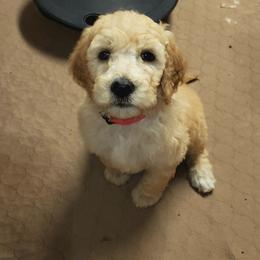 Goldendoodle Puppies from Bert's Doodles