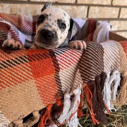 Sand Castle - White and black female Dalmatian puppy in Melrose, New Mexico from ECMO Farm Dalmatians & Labrador Retrievers