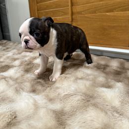 Dark green collar  boy - Black and white male Boston Terrier puppy in Madera Acres, California from Muggin Bostons Terriers and Mini Dachshund