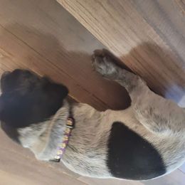 Girl 2 - Black roan German Shorthaired Pointer puppy in Troy, North Carolina from Uwharrie GSP