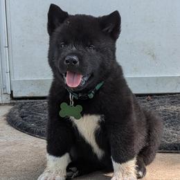 Green Girl - Black female Akita puppy in Yankton, South Dakota from Akita Kai Magic