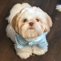 Shih Tzus from Charish's Shih Tzus