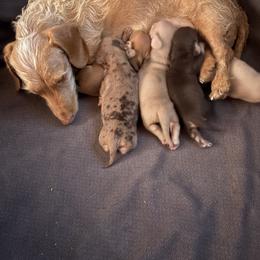 Fav - Dachshund