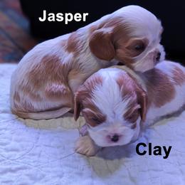 Cavalier King Charles Spaniel Puppies from Poor Ridge Ranch