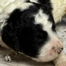 Harel - Black and white male Sheepadoodle puppy in Chesapeake, Virginia from Doodle-Cove