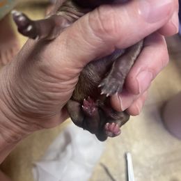 Chihuahua Puppies from Tammy's Chihuahuas