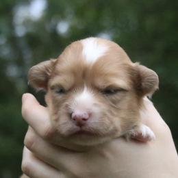 Juniper (Fluffy) - Sable merle and white female American Corgi puppy in Fayetteville, Arkansas from Intergalactic Corgis
