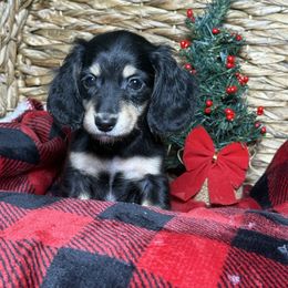 Girl 2 - Black and cream female Dachshund puppy in Waycross, Georgia from Camie's Dachshunds