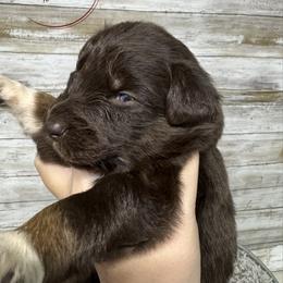 Red Tri 1 - Red tri-color male Australian Shepherd puppy in Archie, Missouri from Beachin' Aussies