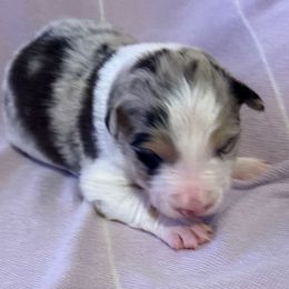 Taffy - Blue merle female Border Collie puppy in Mckinney, Texas from Border Collies of Ruidoso