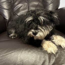 Miniature Schnauzer Puppies from Patty’s Little Pups