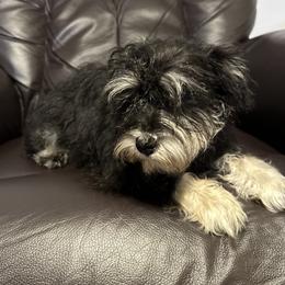 Miniature Schnauzer Puppies from Patty’s Little Pups